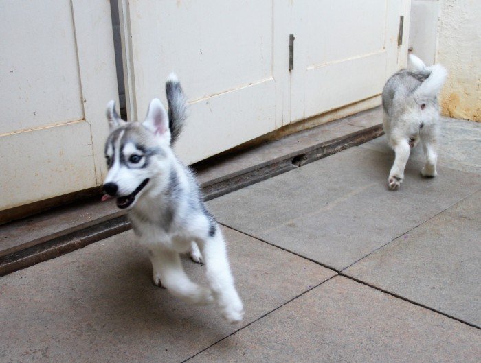 DogsIndia.com - Siberian Husky - Happy Minds - Abhijit
