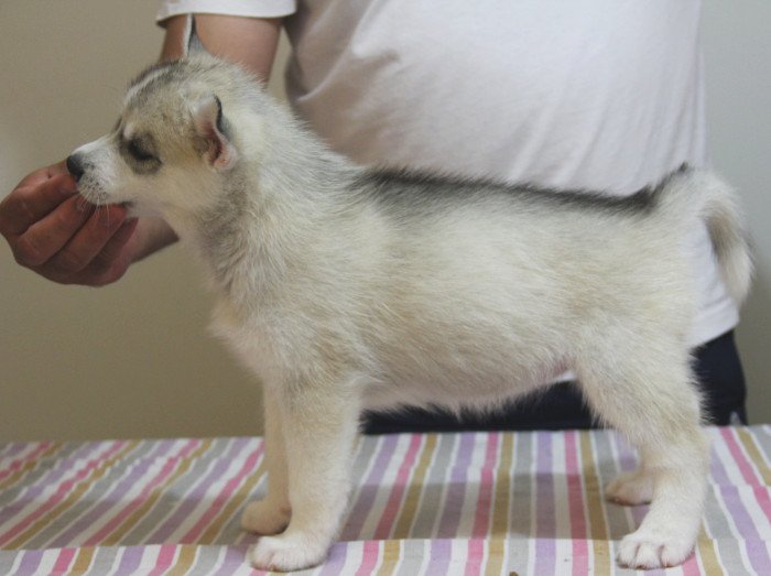 DogsIndia.com - Siberian Husky - Happy Minds - Abhijit