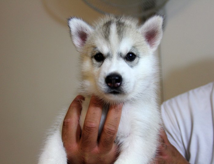DogsIndia.com - Siberian Husky - Happy Minds - Abhijit