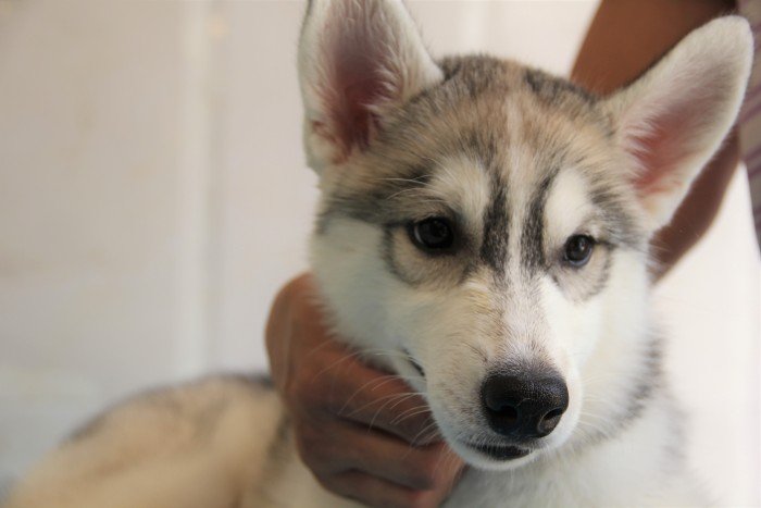 DogsIndia.com - Siberian Husky - Happy Minds - Abhijit