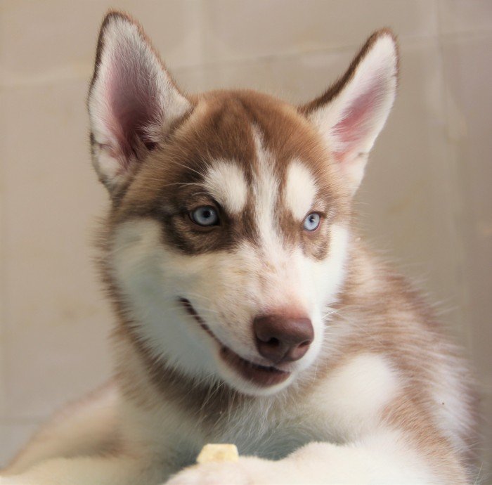 DogsIndia.com - Siberian Husky - Happy Minds - Abhijit