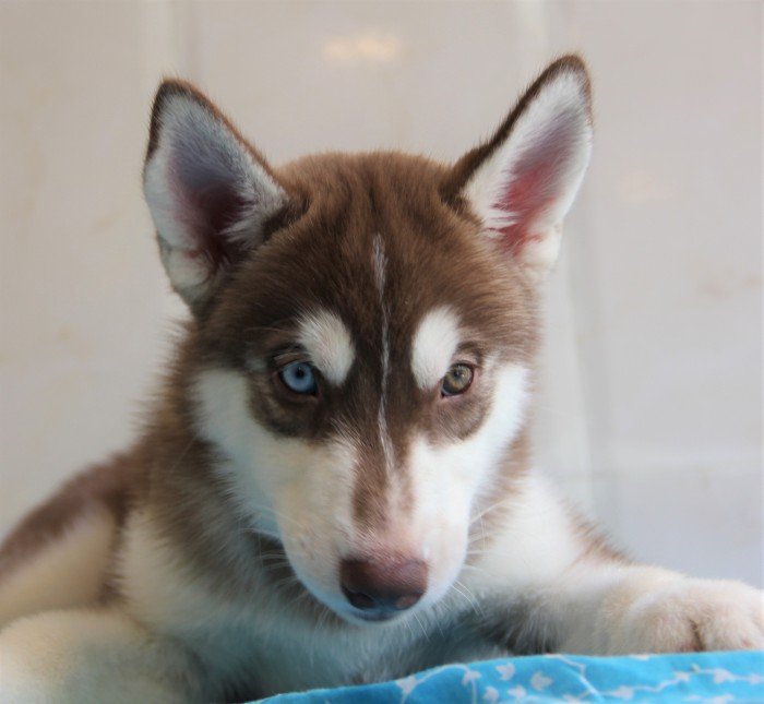 DogsIndia.com - Siberian Husky - Happy Minds - Abhijit