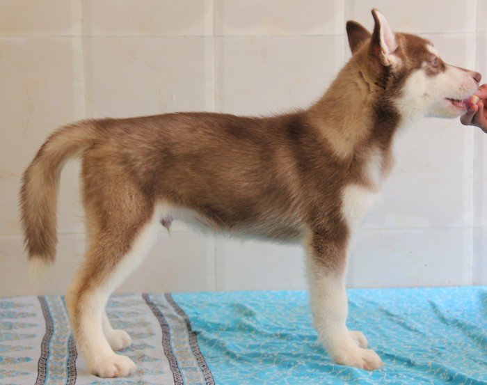 DogsIndia.com - Siberian Husky - Happy Minds - Abhijit