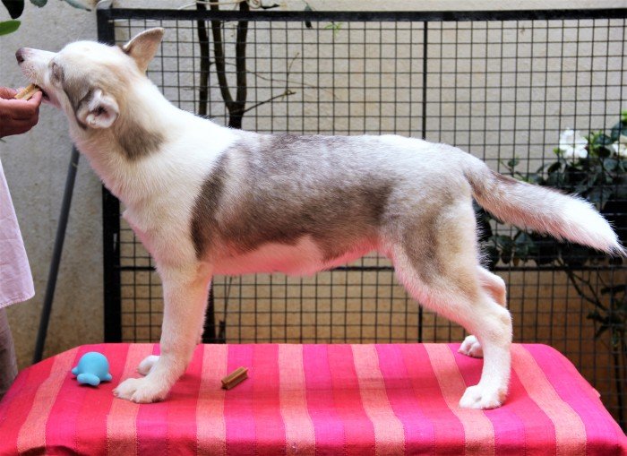 DogsIndia.com - Siberian Husky - Happy Minds - Abhijit
