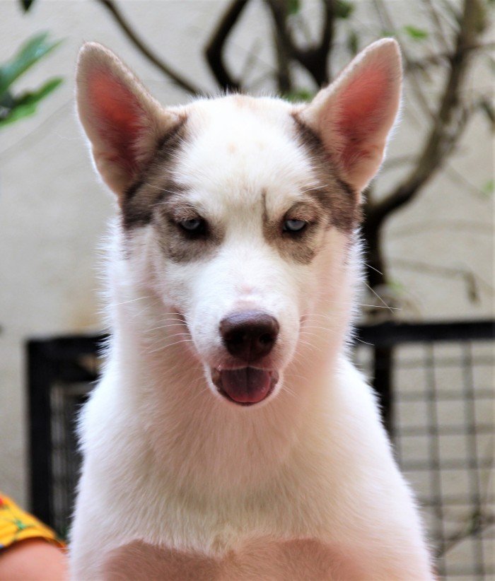 DogsIndia.com - Siberian Husky - Happy Minds - Abhijit