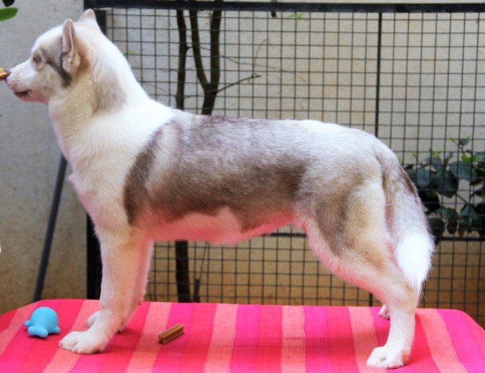 DogsIndia.com - Siberian Husky - Happy Minds - Abhijit