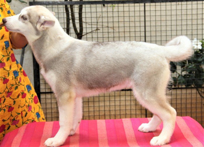 DogsIndia.com - Siberian Husky - Happy Minds - Abhijit