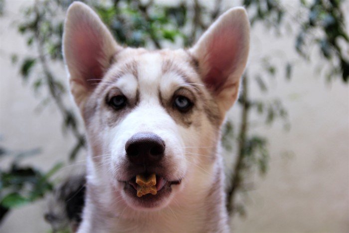 DogsIndia.com - Siberian Husky - Happy Minds - Abhijit