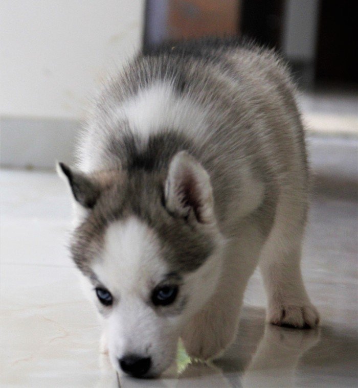 DogsIndia.com - Siberian Husky - Happy Minds - Abhijit