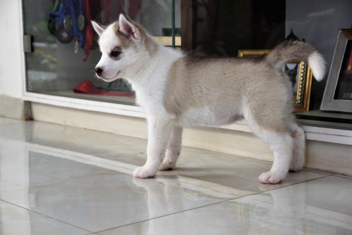 DogsIndia.com - Siberian Husky - Happy Minds - Abhijit