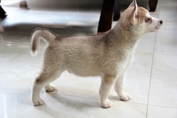 DogsIndia.com - Siberian Husky - Happy Minds - Abhijit