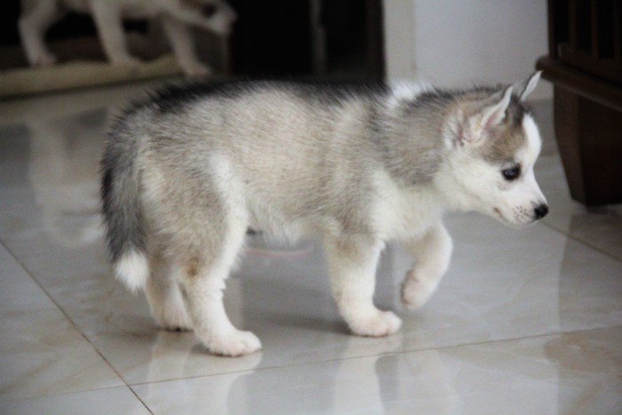 DogsIndia.com - Siberian Husky - Happy Minds - Abhijit