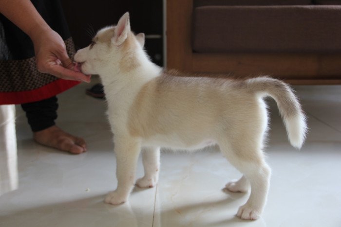 DogsIndia.com - Siberian Husky - Happy Minds - Abhijit