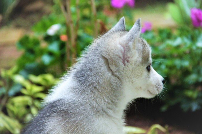 DogsIndia.com - Siberian Husky - Happy Minds - Abhijit
