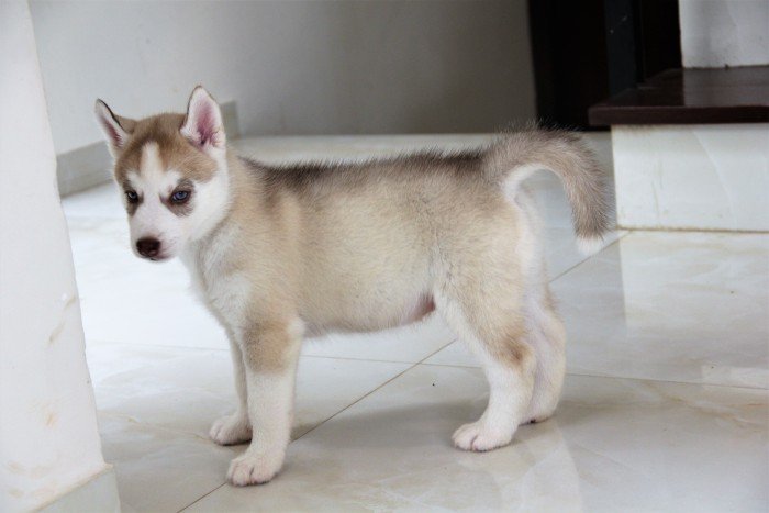 DogsIndia.com - Siberian Husky - Happy Minds - Abhijit