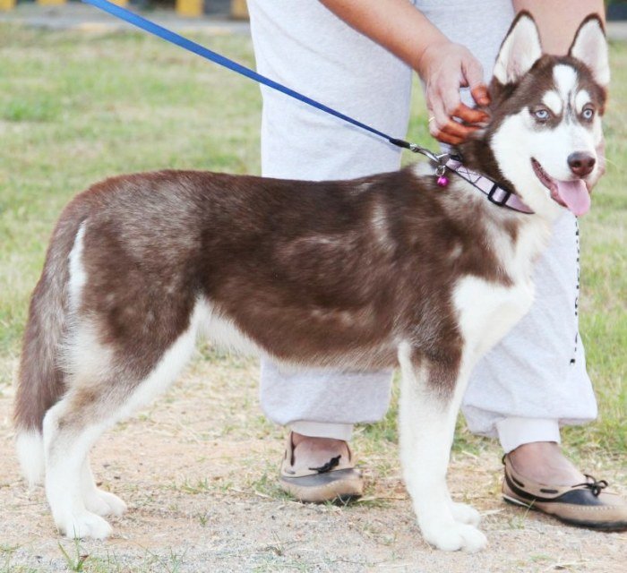 DogsIndia.com - Siberian Husky - Happy Minds - Abhijit