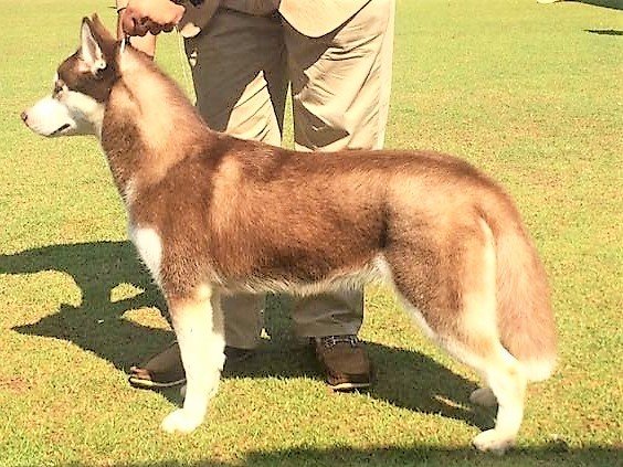 DogsIndia.com - Siberian Husky - Happy Minds - Abhijit
