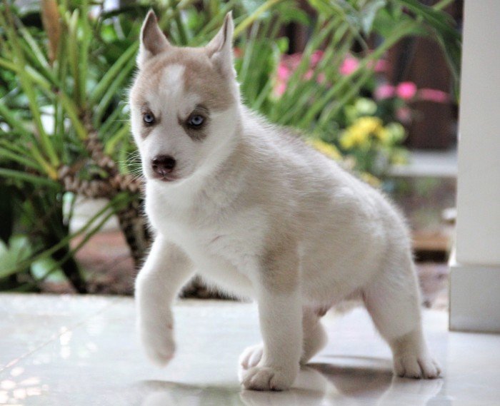 DogsIndia.com - Siberian Husky - Happy Minds - Abhijit