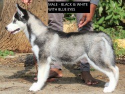 DogsIndia.com - Siberian Husky - Happy Minds Kennel
