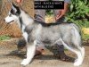 DogsIndia.com - Siberian Husky - Happy Minds Kennel