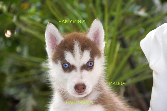DogsIndia.com - Siberian Husky - Happy Minds Kennel
