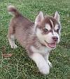 DogsIndia.com - Siberian Husky - Kap Kennels - Kapil Chitkara
