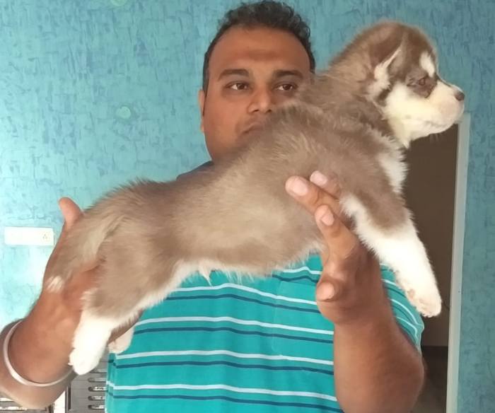 DogsIndia.com - Siberian Husky - Kap Kennels - Kapil Chitkara