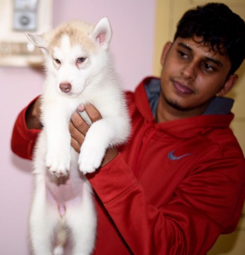 DogsIndia.com - Siberian Husky