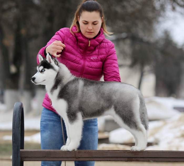 DogsIndia.com - Siberian Husky - Manoj Krishna - Romantika Kennel