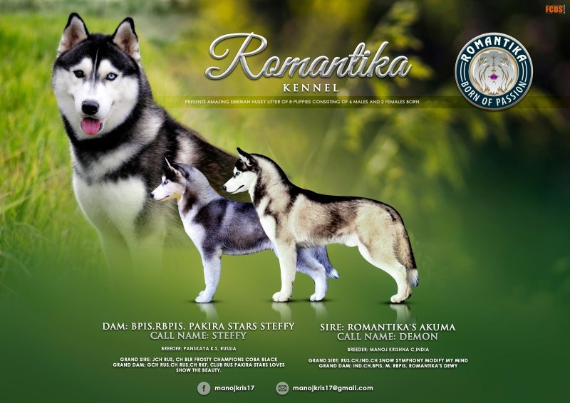 DogsIndia.com - Siberian Husky - Manoj Krishna - Romantika Kennel