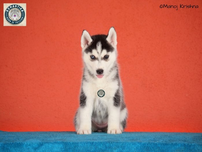 DogsIndia.com - Siberian Husky - Manoj Krishna - Romantika Kennel