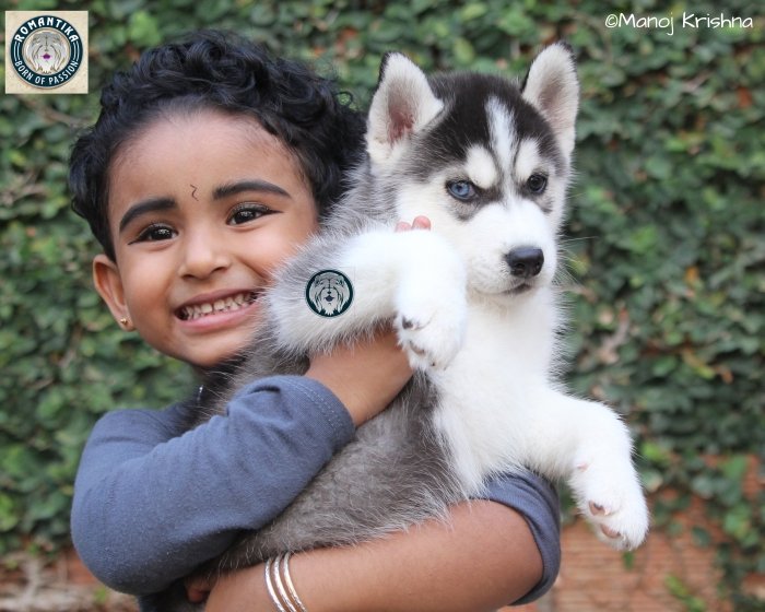 DogsIndia.com - Siberian Husky - Manoj Krishna - Romantika Kennel