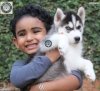 DogsIndia.com - Siberian Husky - Manoj Krishna - Romantika Kennel