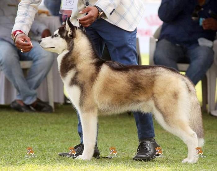 DogsIndia.com - Siberian Husky - Manoj Krishna - Romantika Kennel