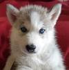 DogsIndia.com - Siberian Huskies - Short Faced Wolves Kennels - Rahul
