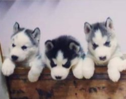 DogsIndia.com - Siberian Huskies - Short Faced Wolves Kennels - Rahul