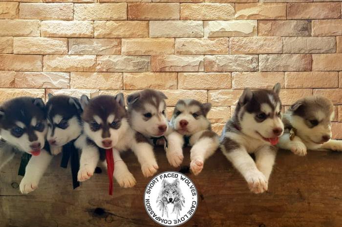 DogsIndia.com - Siberian Huskies - Short Faced Wolves Kennels - Rahul