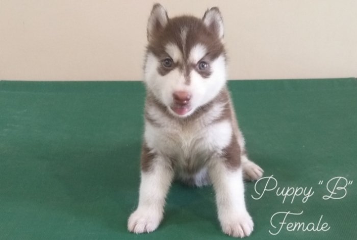 DogsIndia.com - Siberian Huskies - Short Faced Wolves Kennels - Rahul