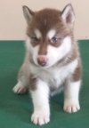 DogsIndia.com - Siberian Huskies - Short Faced Wolves Kennels - Rahul