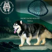 DogsIndia.com - Siberian Huskies - Short Faced Wolves Kennels - Rahul
