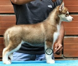 DogsIndia.com - Siberian Husky - Manoj Krishna - Romantika Kennel