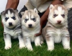 DogsIndia.com - Siberian Husky - Sanrams