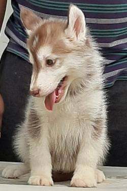 DogsIndia.com - Siberian Husky - Sanrams Kennel