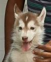 DogsIndia.com - Siberian Husky - Sanrams Kennel