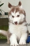 DogsIndia.com - Siberian Husky - Sanrams Kennel