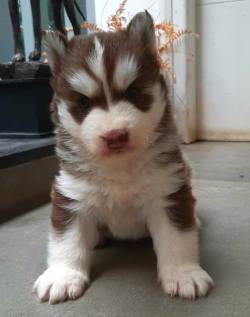DogsIndia.com - Siberian Husky - Sanrams Kennel