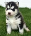DogsIndia.com - Siberian Husky - Sanrams Kennel