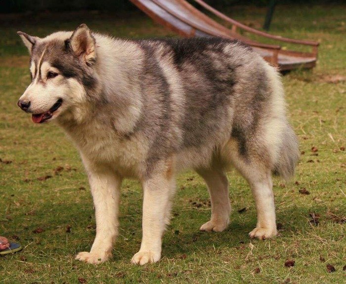 DogsIndia.com - Siberian Huskies - Shikara Huskies - Akershika Mishra