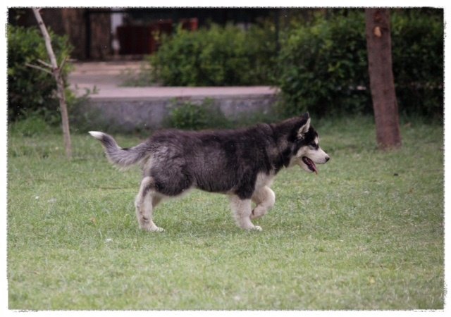 DogsIndia.com - Siberian Huskies - Shikara Huskies - Akershika Mishra