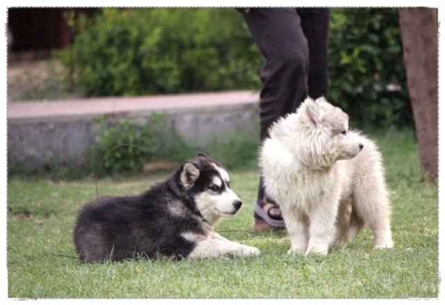 DogsIndia.com - Siberian Huskies - Shikara Huskies - Akershika Mishra